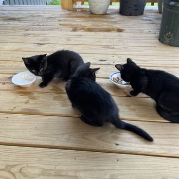 Meigs County Humane Society Thrift Shop - Three of the four kittens abandoned on my property. - Animal Shelters Near Me - Pomeroy, Ohio Meigs County Humane Society Thrift Shop - Three of the four kittens abandoned on my property. - Animal Shelters Near Me - Pomeroy, Ohio