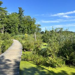 Danvers Rail Trail & Swampwalk - Swamp boardwalk