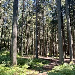 Hamlin Park - Peaceful path through the trees