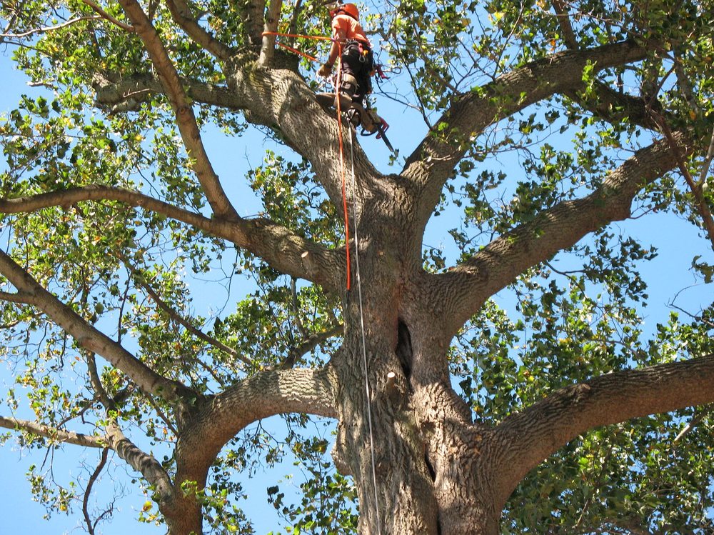 The Tree People - tree service in Honolulu, HI