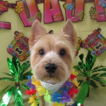 Doggy Box - Pet Groomers Near Me - Honolulu, Hawaii Doggy Box - Pet Groomers Near Me - Honolulu, Hawaii