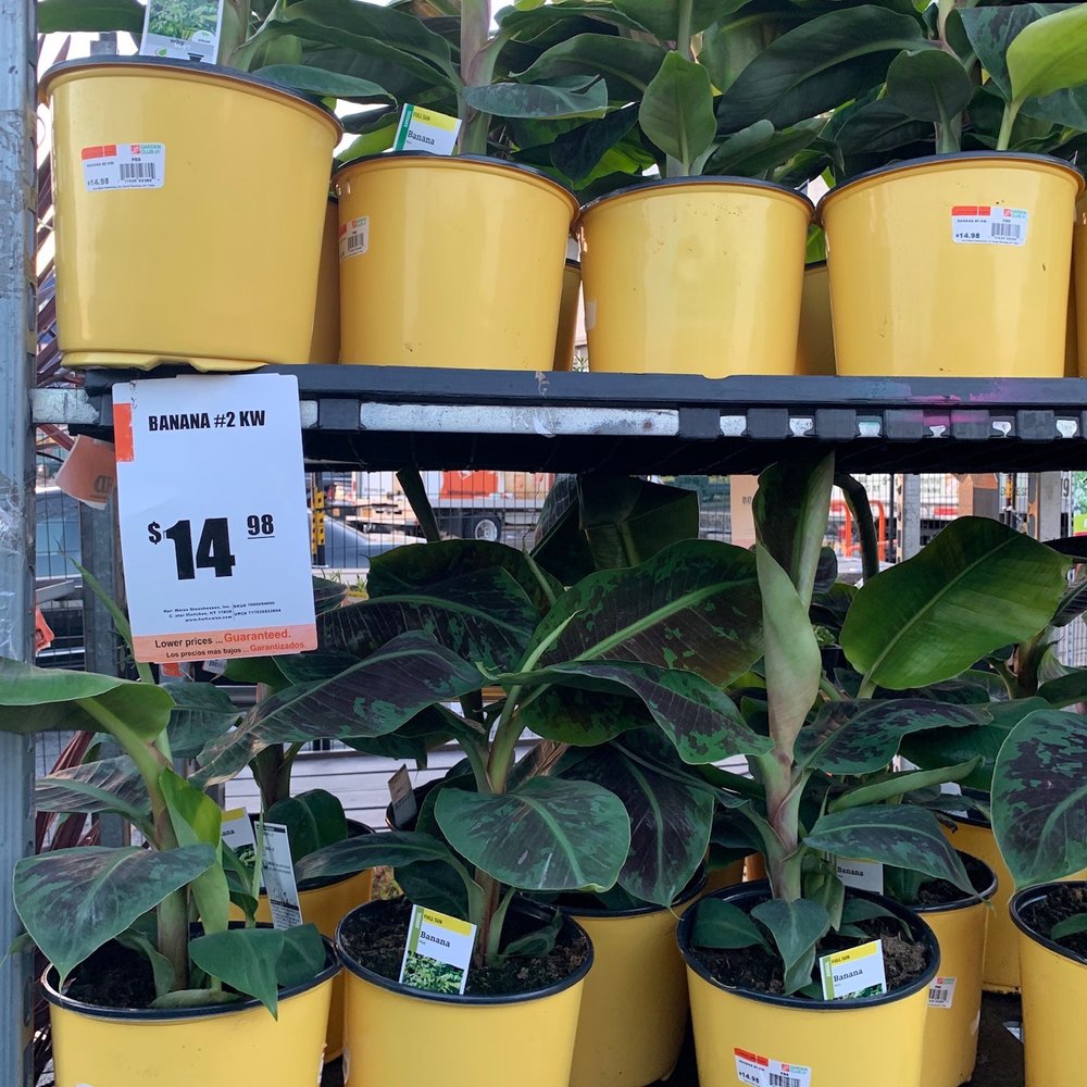 The Home Depot - Banana plant - Hardware Stores Near Me - Flushing, New York The Home Depot - Banana plant - Hardware Stores Near Me - Flushing, New York