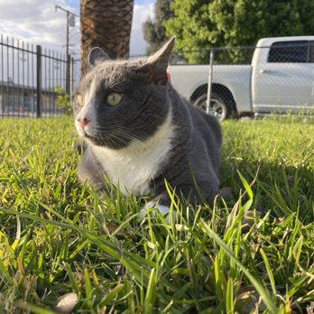 Veterinary Emergency Center - Veterinarians Near Me - Redlands, California Veterinary Emergency Center - Veterinarians Near Me - Redlands, California