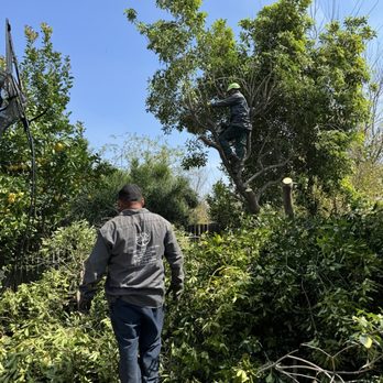 Majestic Tree Care - Tree Services Near Me - Northridge, California Majestic Tree Care - Tree Services Near Me - Northridge, California