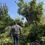 Photo of Majestic Tree Care