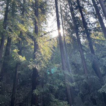 Joaquin Miller Park - Trees - Parks Near Me - Oakland, California Joaquin Miller Park - Trees - Parks Near Me - Oakland, California