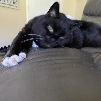 VCA Orange County Veterinary Hospital - Sassy - Veterinarians Near Me - Goshen, New York