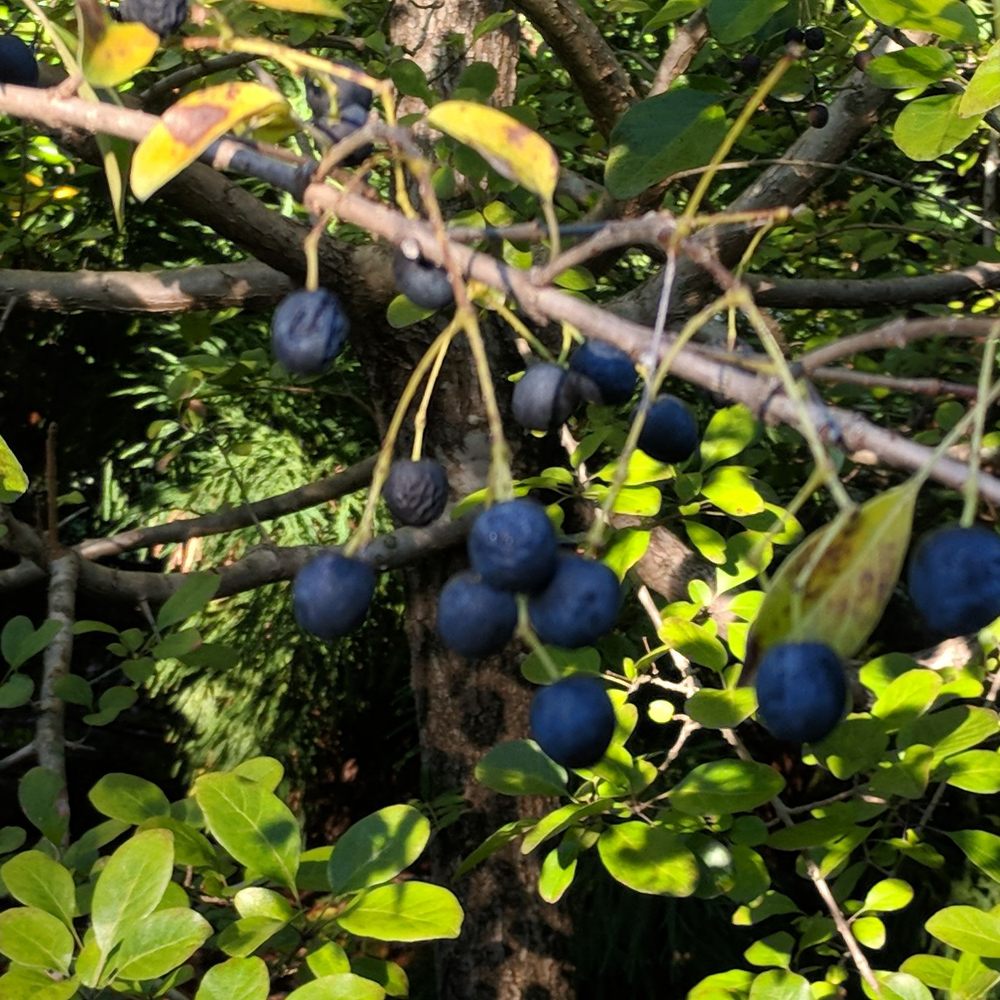 Columbus Botanical Garden - Botanical Gardens Near Me - Columbus, Georgia