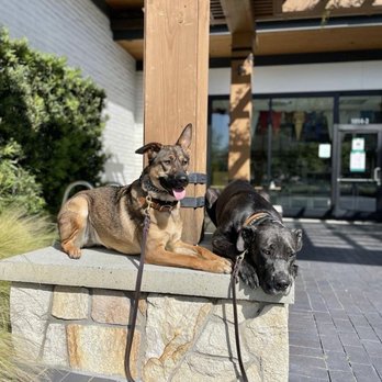 Matan Dog Training - Pet Training Near Me - Thousand Oaks, California Matan Dog Training - Pet Training Near Me - Thousand Oaks, California