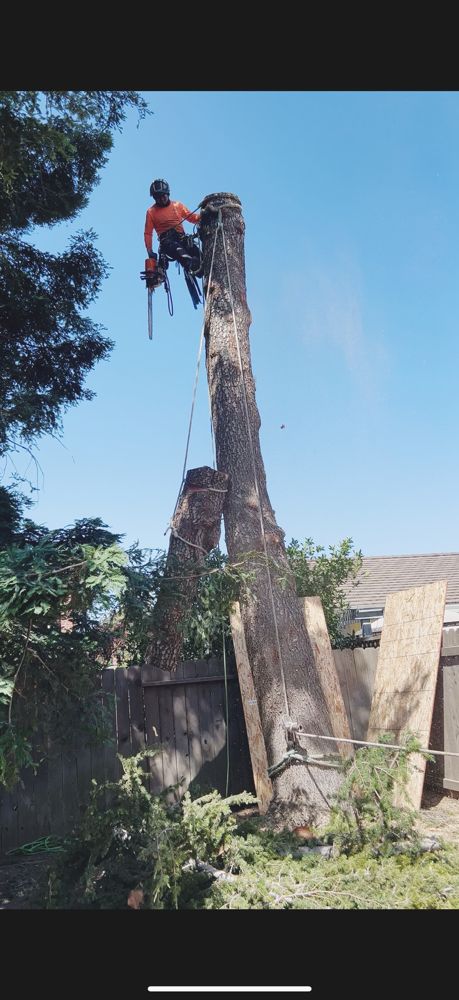 Golden Roots Tree Care - tree service in Sacramento, CA