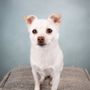 Photo of Whisker & Howl Pet Photography
