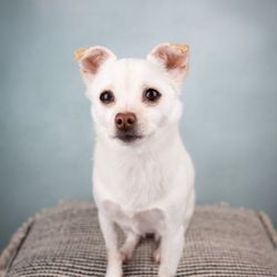Whisker & Howl Pet Photography - Drew getting my wiggling girl to sit perfect for her picture
