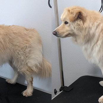 The Masters Paw - Pet Groomers Near Me - Taylor, Michigan