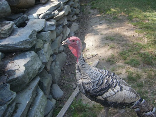Coggeshall Farm Museum by null