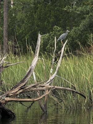 Chesapean Outdoors by null