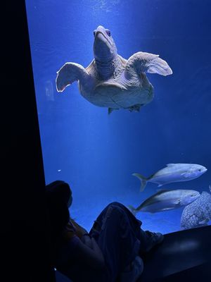 Birch Aquarium by null