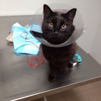 MedVet Mandeville - Buddy - Veterinarians Near Me - Mandeville, Louisiana