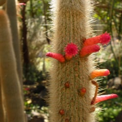 Jardin Botanico Canario Viera y Clavijo