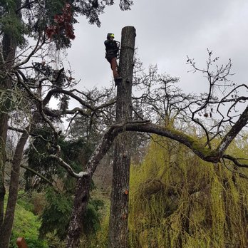 Garden City Tree & Landscape - Our Arborist in training Eva getting some time on the spurs removing a dead fir. - Tree Services Near Me - Victoria, British Columbia Garden City Tree & Landscape - Our Arborist in training Eva getting some time on the spurs removing a dead fir. - Tree Services Near Me - Victoria, British Columbia