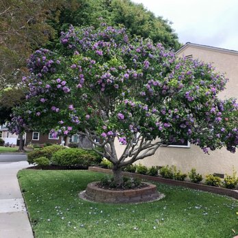 Tavite's Tree Service - Tree Services Near Me
