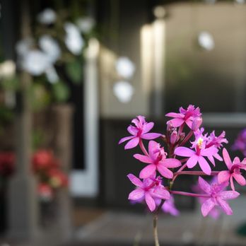 Personal Touch Landscape - pink flowers in front of a house - Landscaping Near Me - Honolulu, Hawaii Personal Touch Landscape - pink flowers in front of a house - Landscaping Near Me - Honolulu, Hawaii