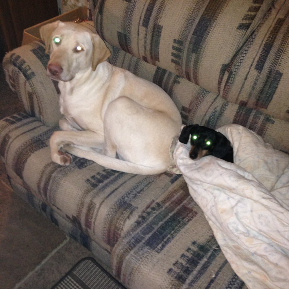 The Dog's Listener - pet boarding facility in Sioux Falls, SD