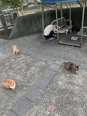 Houtong Cat Village by null
