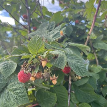 Heider's Berry Farm - Pick Your Own Farms Near Me - Woodstock, Illinois