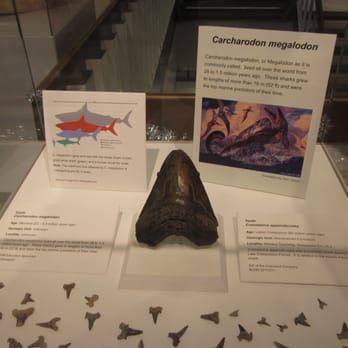 New Jersey State Museum - Megalodon Tooth - Museums Near Me - Trenton, New Jersey