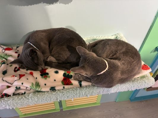 Meows Rakuen by null