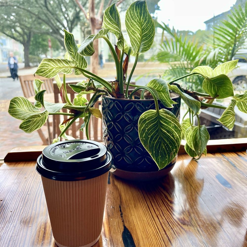 Mate Factor - Coffee & Tea Near Me - Savannah, Georgia