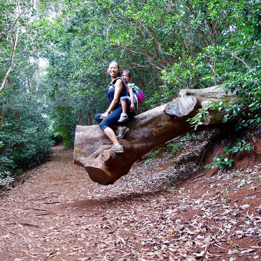 Aiea Loop Trail - Some of the down trees have been cut to allow safe passing - Hiking Near Me - Aiea, Hawaii