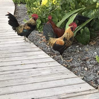 Pierre's - French Near Me - Islamorada, Florida