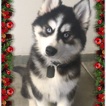 It's Only Love Dog Training - Our baby boy - Pet Training Near Me It's Only Love Dog Training - Our baby boy - Pet Training Near Me