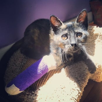 PETS Referral Center - 4 hours later, X-ray, kitty morphine, and splint...no broken paw. - Veterinarians Near Me - Berkeley, California PETS Referral Center - 4 hours later, X-ray, kitty morphine, and splint...no broken paw. - Veterinarians Near Me - Berkeley, California
