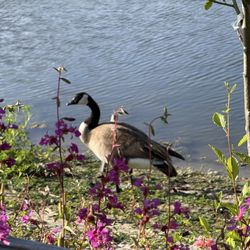 Heather Farm Park - Majestic