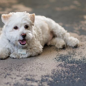 Estrada Photos - My dog Chunky lounging in the hotel room while the bridal party got ready. - Event Photography Near Me Estrada Photos - My dog Chunky lounging in the hotel room while the bridal party got ready. - Event Photography Near Me