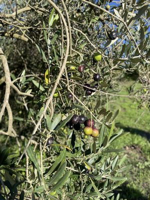 Gold Ridge Organic Farms by null