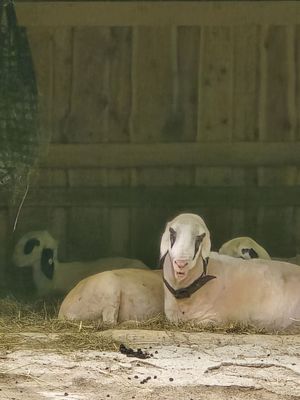 Schönbrunn Zoo by null