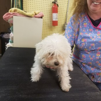 The Furs Flyin - Before photos of Lola's Grooming. She has no clue what's about to happen lol - Pet Groomers Near Me - Piscataway, New Jersey