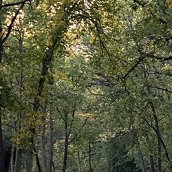 Brezina Woods - Deer on the path