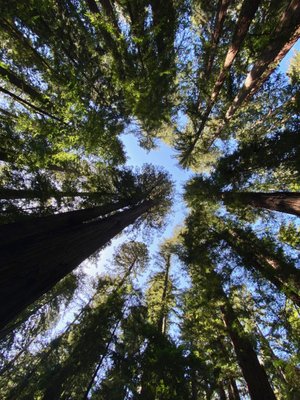Hendy Woods State Park by null
