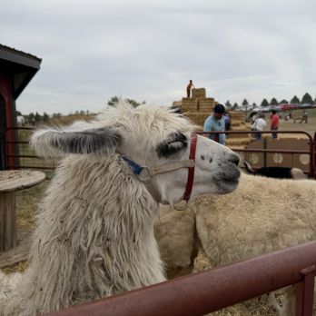 Dull’s Tree Farm - Alpaca - Pumpkin Patches Near Me - Thorntown, Indiana Dull’s Tree Farm - Alpaca - Pumpkin Patches Near Me - Thorntown, Indiana