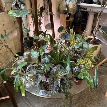 Greenly Plant - Nurseries & Gardening Near Me - Philadelphia, Pennsylvania Greenly Plant - Nurseries & Gardening Near Me - Philadelphia, Pennsylvania