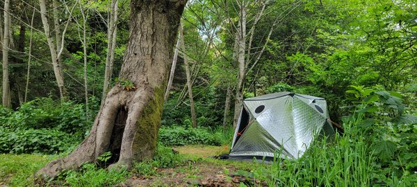 Pygmy Forest Discovery Trail by null