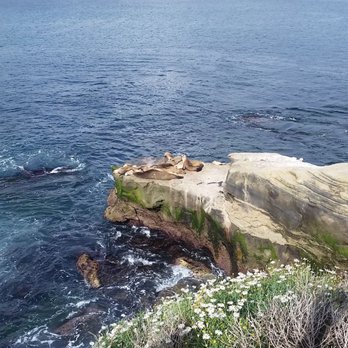 La Jolla Cove - La Jolla Cove Sea Lions - Parks Near Me - La Jolla, California