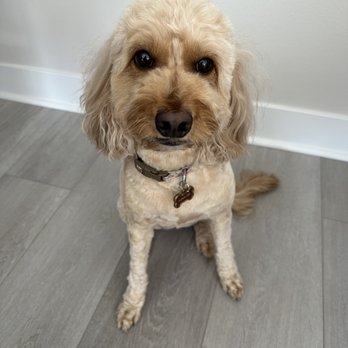 UC Barkley - Pet Groomers Near Me - Lake Forest, California