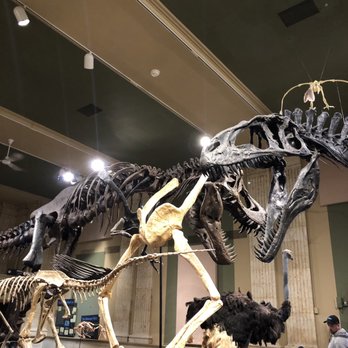 Kenosha Dinosaur Discovery Museum - exhibit - Museums Near Me - Kenosha, Wisconsin Kenosha Dinosaur Discovery Museum - exhibit - Museums Near Me - Kenosha, Wisconsin