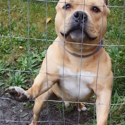North American Purebred Registry - This is the guy I recommended