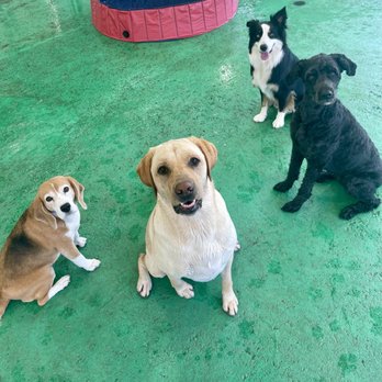Rondivills - Pet Groomers Near Me - Richmond, British Columbia Rondivills - Pet Groomers Near Me - Richmond, British Columbia